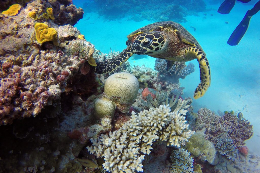 Sea turtle climbing up a reef